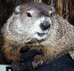 Punxsutawney Phil